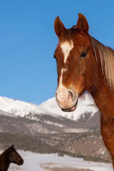 Hopkins, Cindy Miller 아티스트의 USA-Colorado-Westcliffe Sorrel horse with Rocky Mountains in the distance작품입니다.